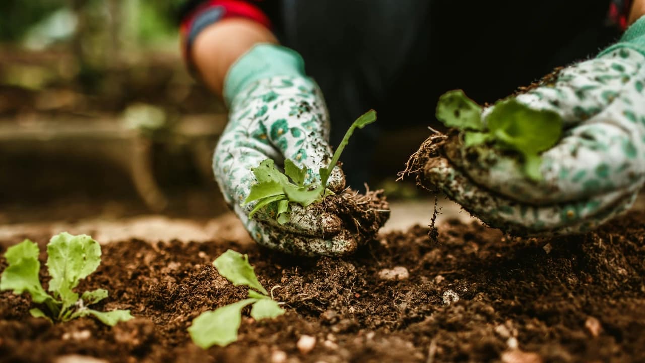 Organic Gardening Tips